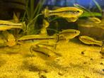 Ilyodon Furcidens "Cuauhtémoc", Vis, Zoetwatervis