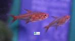 Vuurtetra, Vis, Zoetwatervis, Schoolvis