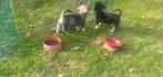 4 Jack Russel pups – Black & Tan, Jack Russell Terriër, 8 tot 15 weken, Meerdere, Meerdere dieren