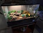 Trofis terrarium 60x40x40, Ophalen, Gebruikt, Terrarium of Paludarium