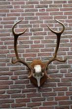Prachtig groot zwaar gewei van een edelhert op schild, Verzamelen, Dierenverzamelingen, Ophalen of Verzenden, Zo goed als nieuw