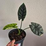 Alocasia sinuata, Ophalen of Verzenden, Overige soorten, Minder dan 100 cm