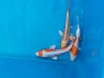 Koi karpers, Dieren en Toebehoren, Vissen | Vijvervissen, Karper of Koi