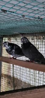 Figurita duiven kweekkoppel, Dieren en Toebehoren, Vogels | Duiven, Meerdere dieren, Overige soorten