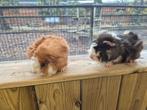 Cavia's | Veel keuze | Beren en zeugjes | Gezonde dieren, Dieren en Toebehoren, Knaagdieren, Oktober, Meerdere dieren, Cavia