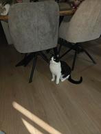 Katten, Dieren en Toebehoren, Katten en Kittens | Overige Katten, Kater, Kortharig