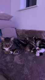 Nieuw thuis gezocht, Dieren en Toebehoren, Kater