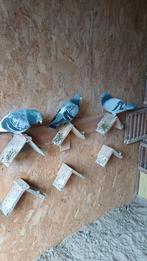 4postduiven, Dieren en Toebehoren, Pluimvee, Meerdere dieren, Gans of Zwaan