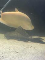 2x Pleco 30/35cm, Dieren en Toebehoren, Vis, Zoetwatervis