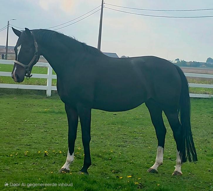 Bloed mooie 4 jr merrie, Dieren en Toebehoren, Paarden, Merrie, Zadelmak, 165 tot 170 cm, 3 tot 6 jaar, Dressuurpaard, Met stamboom