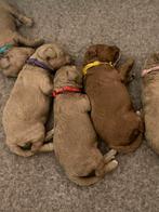 Toy Poedel puppy’s beschikbaar – abrikoos, rood en harlekijn, Dieren en Toebehoren, Honden | Chihuahua's en Gezelschapshonden