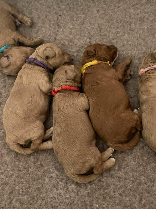 Toy Poedel puppy’s beschikbaar – abrikoos, rood en harlekijn, Dieren en Toebehoren, Honden | Chihuahua's en Gezelschapshonden
