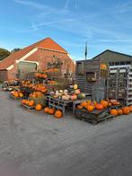 Pompoenen en kalebassen, Ophalen, Nieuw