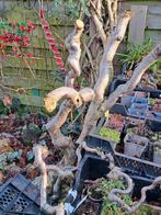 Wilgentak voor de sier en pasen, Bloeit niet, Overige soorten, Minder dan 100 cm, Ophalen