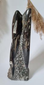 Orthoceras sculptuur, Ophalen of Verzenden, Mineraal