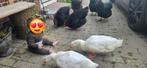 Peking mannen, Dieren en Toebehoren, Pluimvee, Mannelijk, Kip