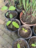 Diverse tuinplanten stekjes vanaf €1,00, Ophalen of Verzenden, Zomer, Overige soorten