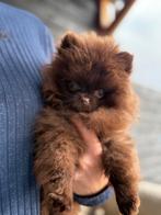🐶 Mooie Pomeriaan pup, teefje bruin, per direct beschikbaar, Dieren en Toebehoren, Honden | Poolhonden, Keeshonden en Oertypen