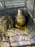 Japanse kwartel hennen, Vrouwelijk, Overige soorten