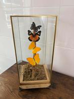 Stolp met opgezette vlinders, Verzamelen, Dierenverzamelingen, Ophalen, Insect, Opgezet dier