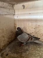 Ook meisjes en ook jongens mooie kleurpostduif, Dieren en Toebehoren, Meerdere dieren, Overige soorten