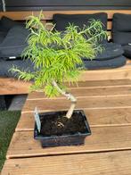 Bonsai pseudolarix, Ophalen of Verzenden, Zomer, Overige soorten