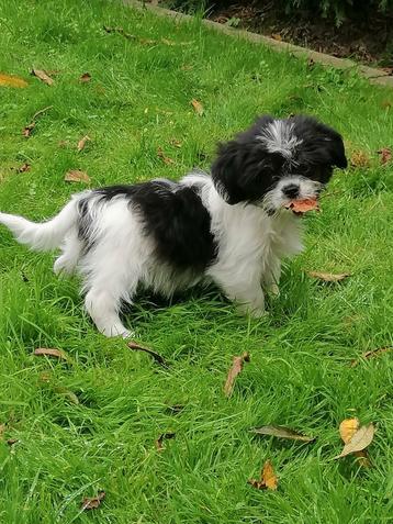 mooie speelse boomer pups shihtzu/boomer  beschikbaar voor biedingen