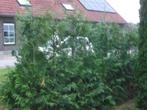 Te Koop thuja Brandband en Excelsa, Tuin en Terras, Planten | Struiken en Hagen, Ophalen, Conifeer, Haag, 100 tot 250 cm