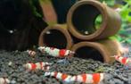 Cristal red garnalen, Dieren en Toebehoren, Vissen | Aquariumvissen, Kreeft, Krab of Garnaal