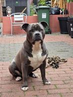 Amerikaanse stafford, Dieren en Toebehoren, Honden | Dekreuen, België, Particulier, Rabiës (hondsdolheid), 15 weken tot 1 jaar