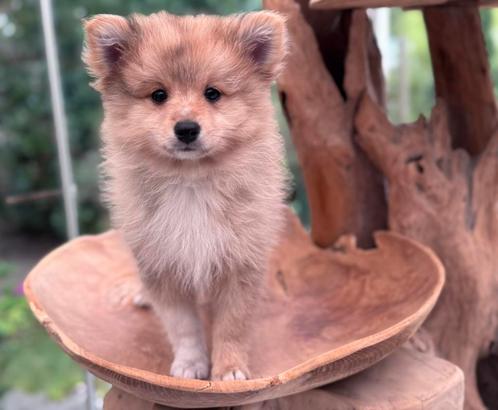 Nog één ontzettend lief, knuffelig, knap en speels reutje 🥰, Dieren en Toebehoren, Honden | Niet-rashonden, Klein, Reu, Fokker | Hobbymatig