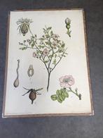 Diverse oude schoolplaten, Ophalen, Geschiedenis