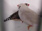 Koppel zebravinken man grijs, pop maskergrijs., Dieren en Toebehoren, Vogels | Overige Vogels, Meerdere dieren, Tropenvogel, Geringd