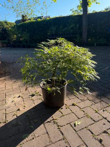 Acer palmatum,japanse esdoorn beschikbaar voor biedingen