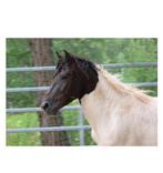 Bomproof hypoallergene curly horse ruin, Dieren en Toebehoren, Paarden, Recreatiepaard, B, Ruin, 3 tot 6 jaar