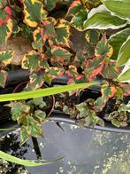 Houttuynia Vijver of oever plant maar kan ook gewoon in tuin, Ophalen, Volle zon, Vaste plant, Zomer