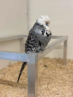 Engelse parkieten, Dieren en Toebehoren, Vogels | Parkieten en Papegaaien, Meerdere dieren, Parkiet, Geringd