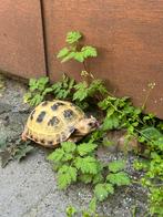 Vierteen landschildpad, Dieren en Toebehoren, Schildpad, Met terrarium, 0 tot 2 jaar