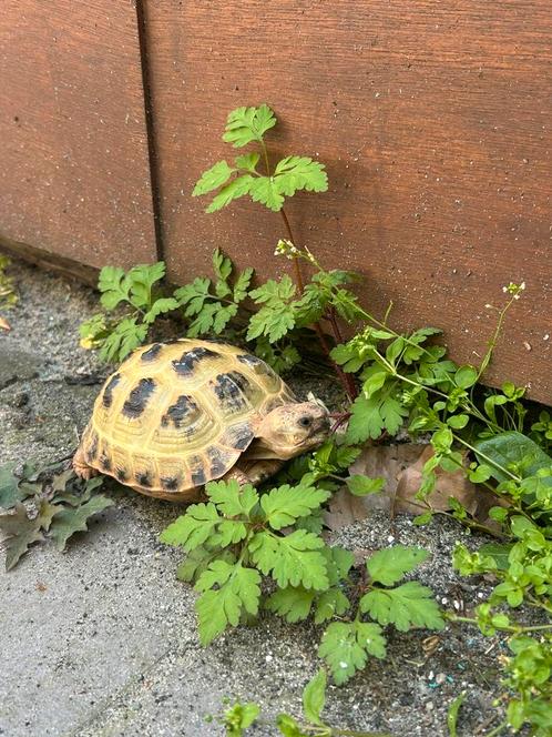 Vierteen landschildpad, Dieren en Toebehoren, Reptielen en Amfibieën, Schildpad, 0 tot 2 jaar, Met terrarium, Tam