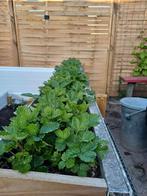 Biologische aardbei planten, Tuin en Terras, Planten | Tuinplanten, Volle zon, Vaste plant, Ophalen of Verzenden, Zomer