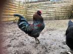 Araucana haan patrijs (geb. 10 juni), Dieren en Toebehoren, Mannelijk, Kip