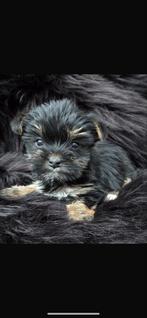 Te koop mini Yorkshire terriër pups, Dieren en Toebehoren, Honden | Jack Russells en Terriërs, Yorkshire Terriër, CDV (hondenziekte)