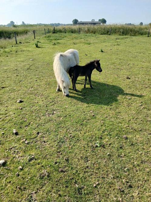 Te koop mooi palomino stelletje., Dieren en Toebehoren, Pony's, Merrie, A pony (tot 1.17m), Recreatiepony