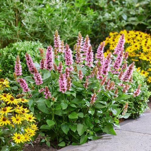 Dropplant, vaste plant, Agastache prijswinnaar!!!!!, Tuin en Terras, Planten | Tuinplanten, Vaste plant, Overige soorten, Halfschaduw