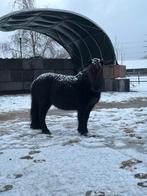 Verzorger/ruitertje gezocht!, Dieren en Toebehoren, Paarden en Pony's | Overige Paardenspullen, Ophalen