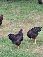 Barnevelder hanen dubbel goud gezoomd, Dieren en Toebehoren, Pluimvee, Mannelijk, Kip