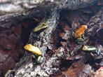 Phyllobates bicolor, Dieren en Toebehoren