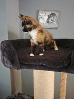 Maine Coon kitten, Dieren en Toebehoren, Katten en Kittens | Overige Katten, Poes