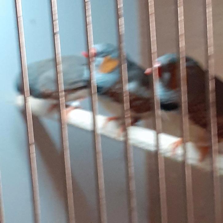 5-5 MOOIE ZEBRAVINK/DIV.KLEUREN+1-1 RIJSTVOGELS -VOOR 55,=, Dieren en Toebehoren, Vogels | Overige Vogels, Tropenvogel, Meerdere dieren