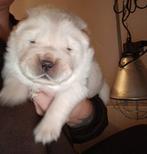 Chow chow pups, 8 tot 15 weken, Poolhond, Meerdere, Meerdere dieren